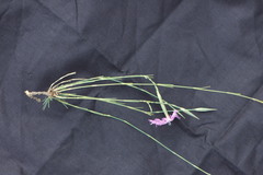 Dianthus broteri