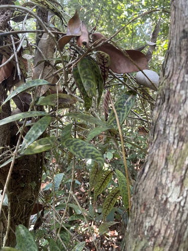 Foto de Peixinho
