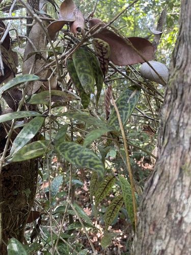 Foto de Peixinho