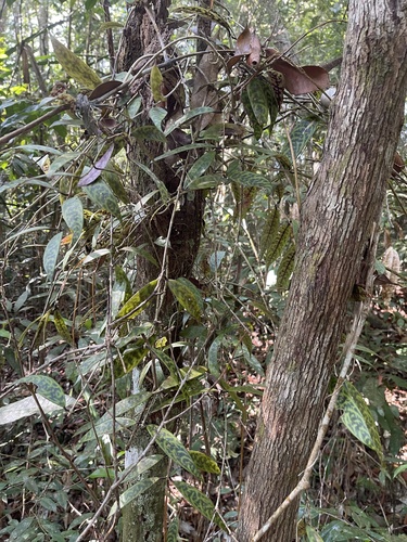 Foto de Peixinho