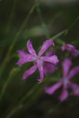 Dianthus broteri
