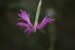 Dianthus broteri