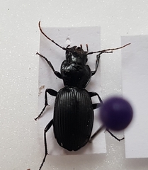 Licinus hoffmannseggii