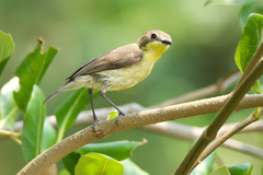 Golden-Bellied Gerygone photo 5