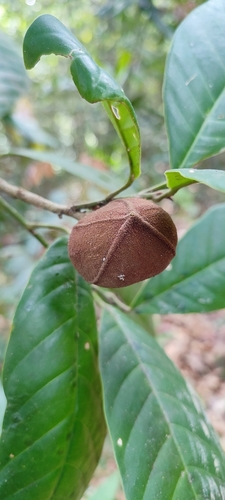 Aglaia simplicifolia observed 2023-03-10