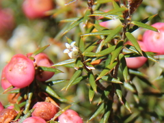 Leptecophylla pogonocalyx pogonocalyx