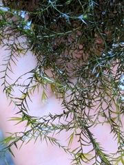 Fissidens fontanus