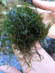 Fissidens fontanus