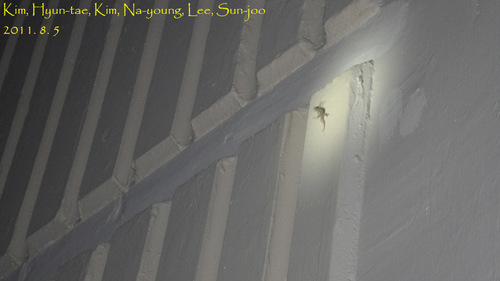 Gekko japonicus