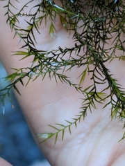 Fissidens fontanus