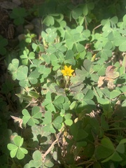 Oxalis corniculata image