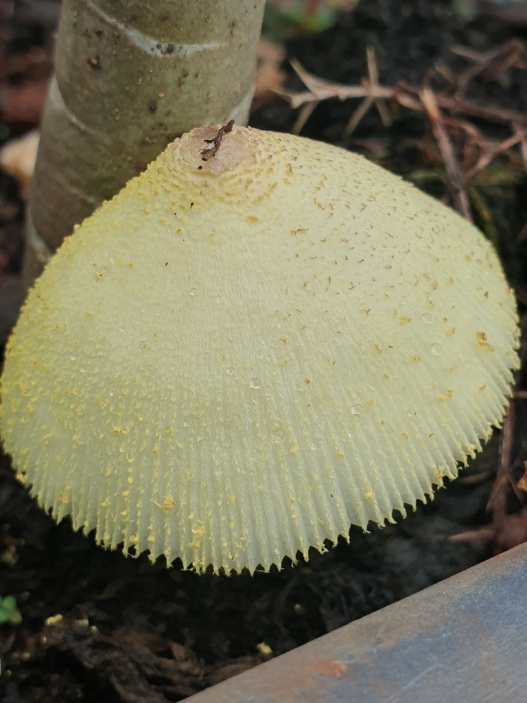 Leucocoprinus birnbaumii · March 2023 · photo: © vonrieper (iNaturalist, cc-by)