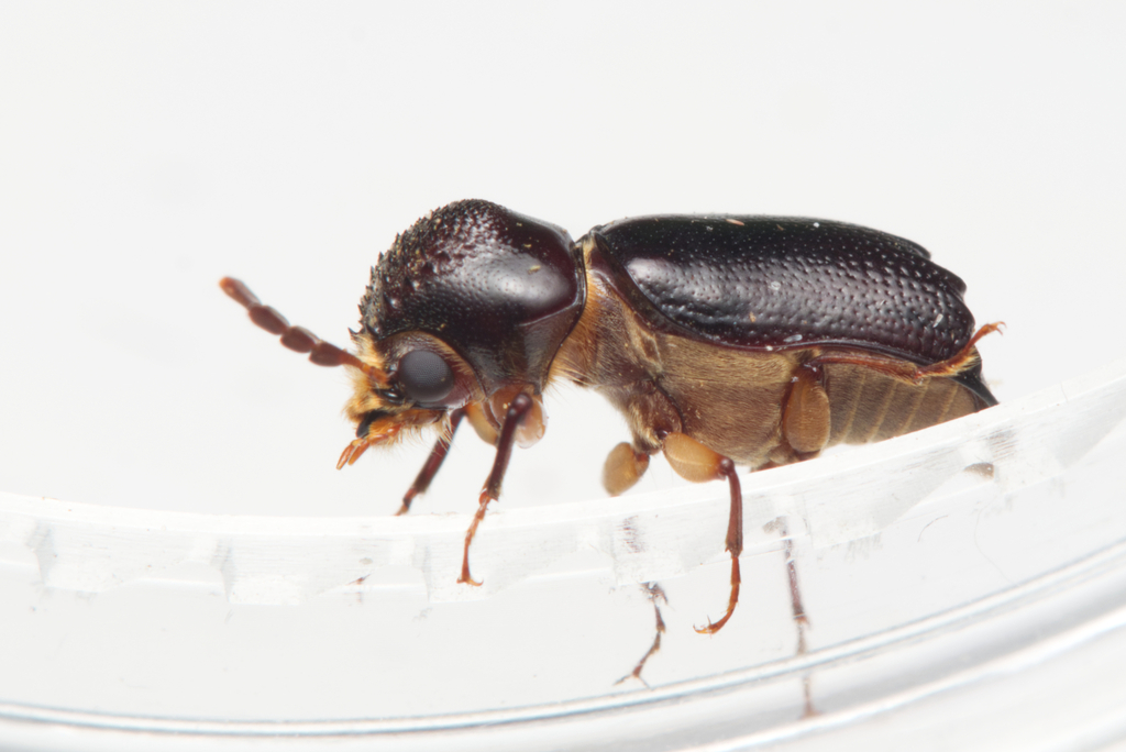 Powderpost beetle