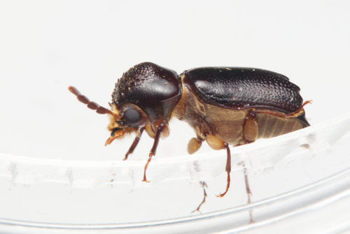 Powderpost beetle
