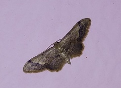 Idaea violacea