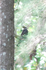 Hierococcyx sparverioides