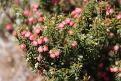 Leptecophylla pogonocalyx pogonocalyx