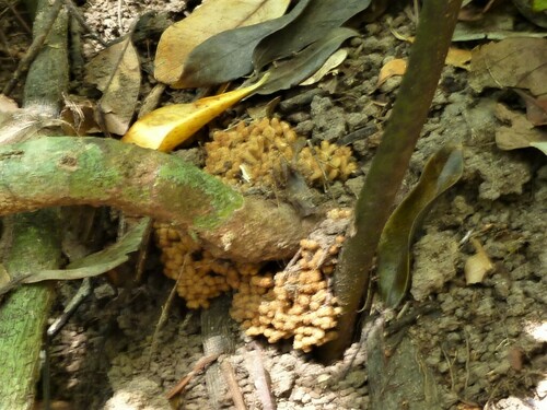 Bowenia spectabilis