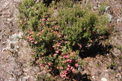 Leptecophylla pogonocalyx pogonocalyx