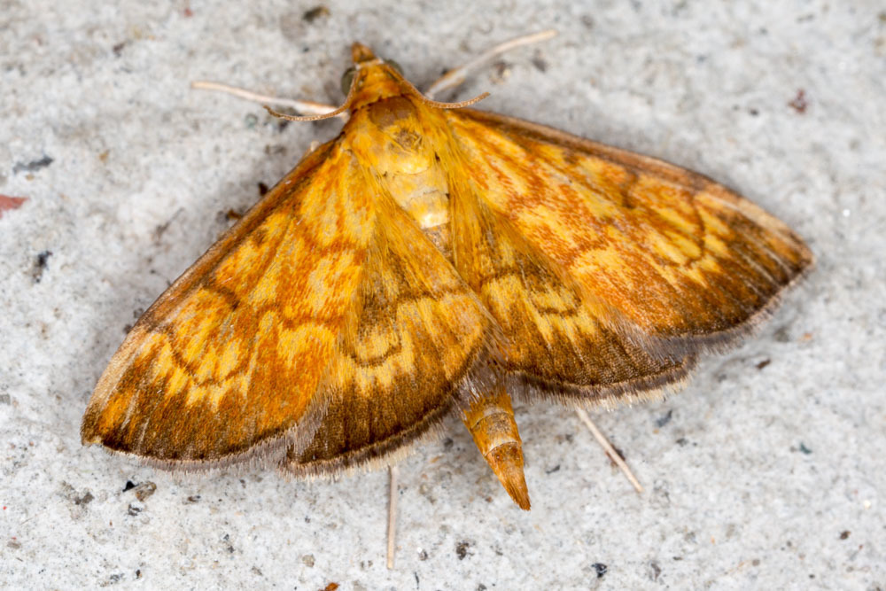 Ecpyrrhorrhoe rubiginalis