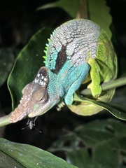 Nguru Blade-Horned Chameleon photo 3