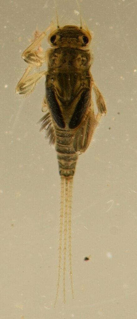 Tricorythus varicauda