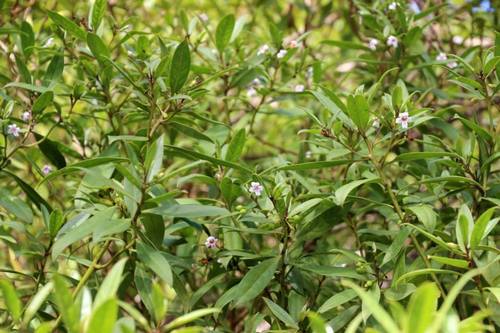 Myoporum rapense observed 2015-03-31