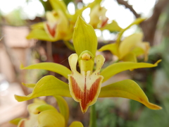 Cymbidium lowianum