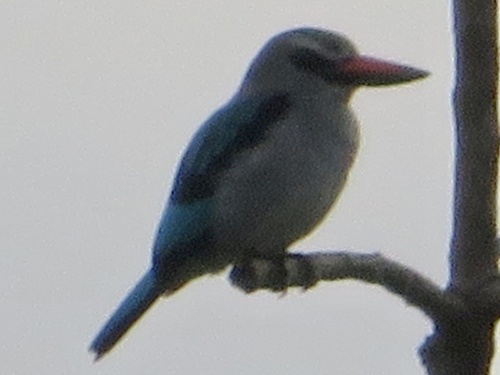 Woodland Kingfisher