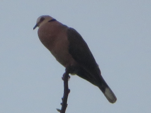 Red-eyed Dove