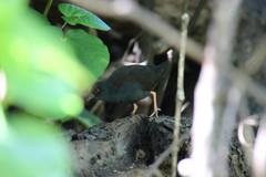 Zapornia tabuensis plumbea