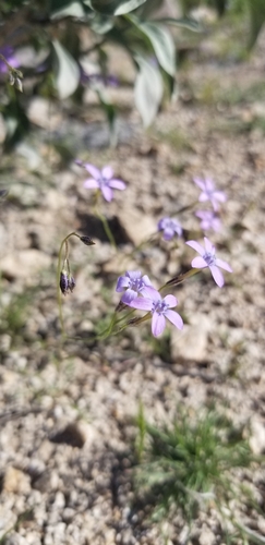 Image of Gilia flavocincta by (c) Katie Pearson, some rights reserved (CC BY)