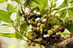 Myrsine kermadecensis