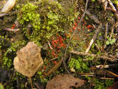 Pulvinula convexella