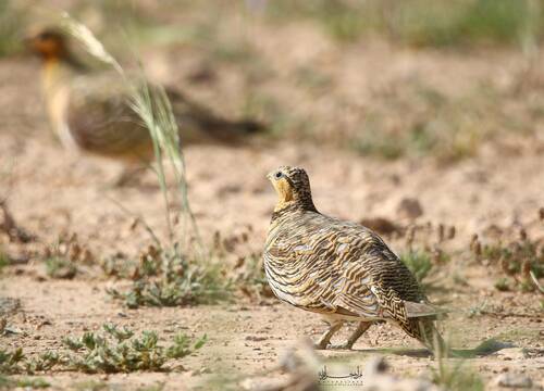 Pin-tailed Sandgrouse