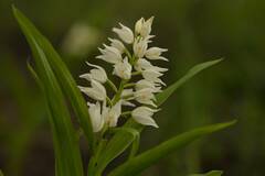 Cephalanthera longifolia image