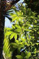 Pseudopanax kermadecensis