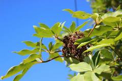 Pseudopanax kermadecensis