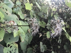 Clematis heracleifolia