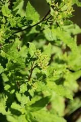 Senecio kermadecensis