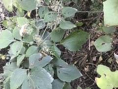 Clematis heracleifolia