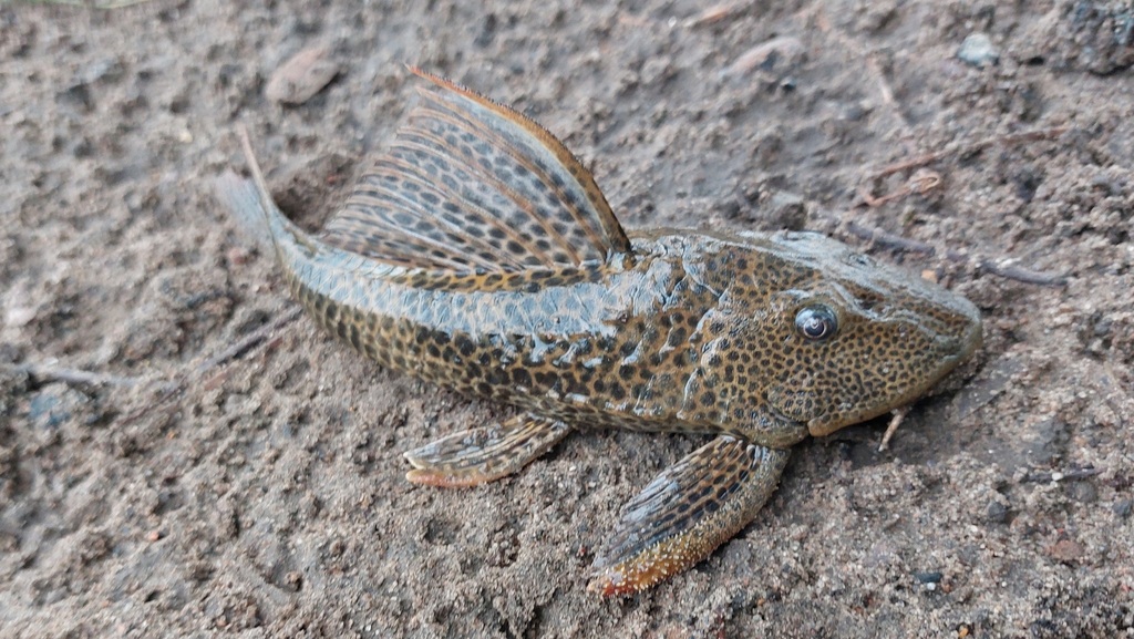 Slimy-Mouth Pleco