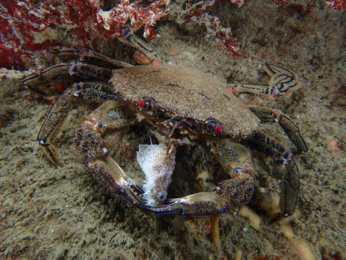 Velvet Swimming Crab, photo 4 of 10