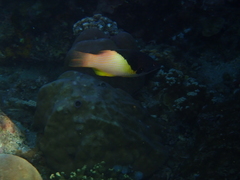 Bodianus mesothorax