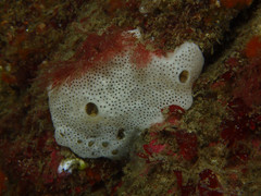 Lissoclinum perforatum