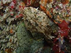 Taurulus bubalis