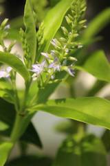 Veronica breviracemosa