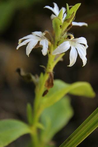 Scaevola gracilis observed 2015-04-04