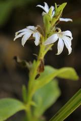 Scaevola gracilis