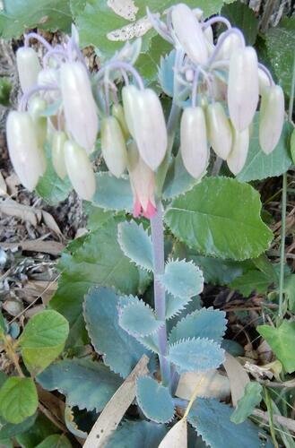 Kalanchoe serrata (Kalanchoe serrata)